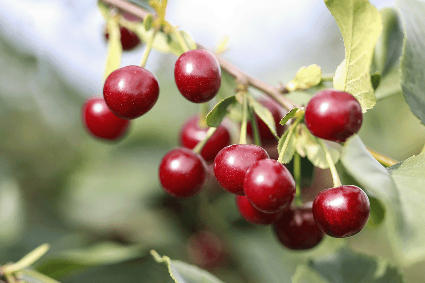 a bunch of cherries hanging from a tree