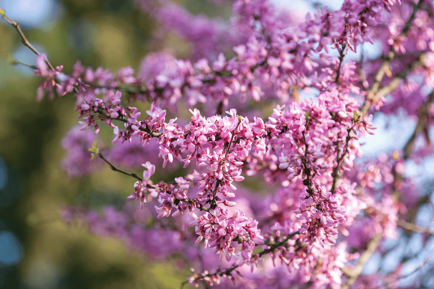 a close up of a tree with purple flowers