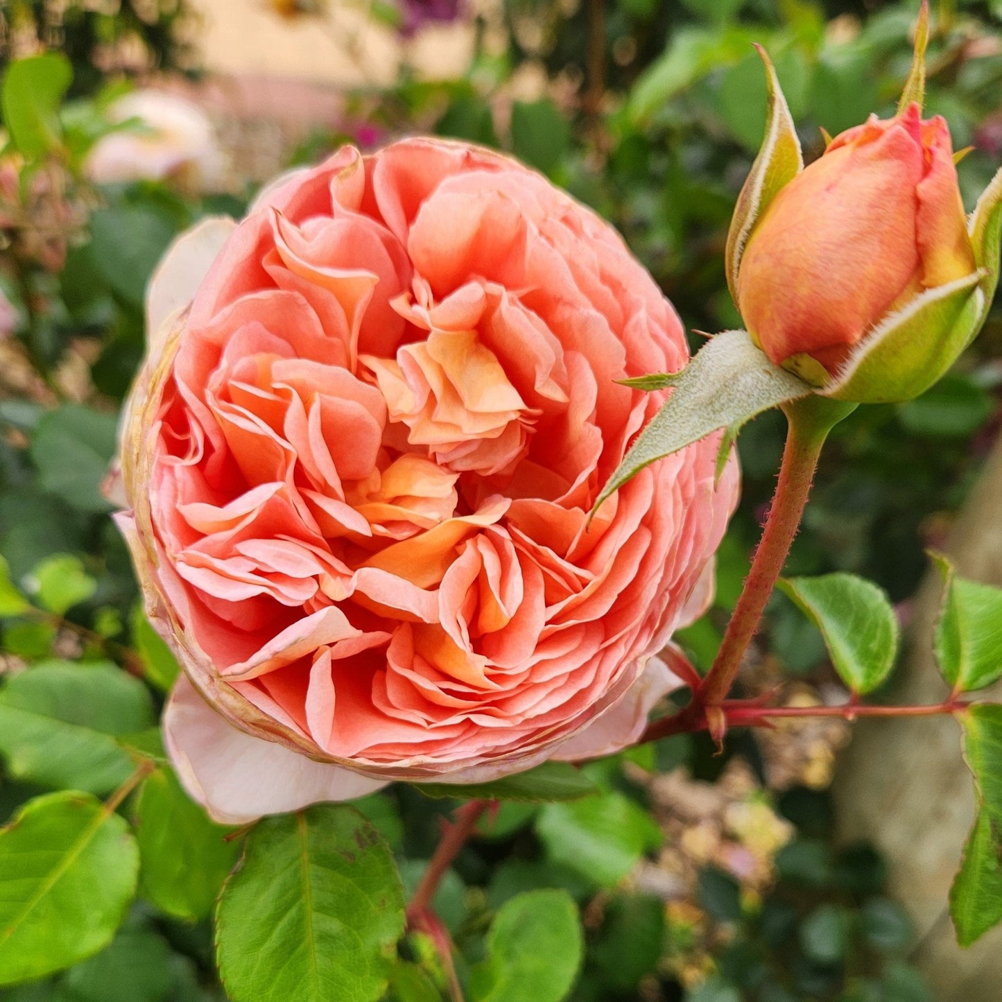 Afternoon Delight Rose