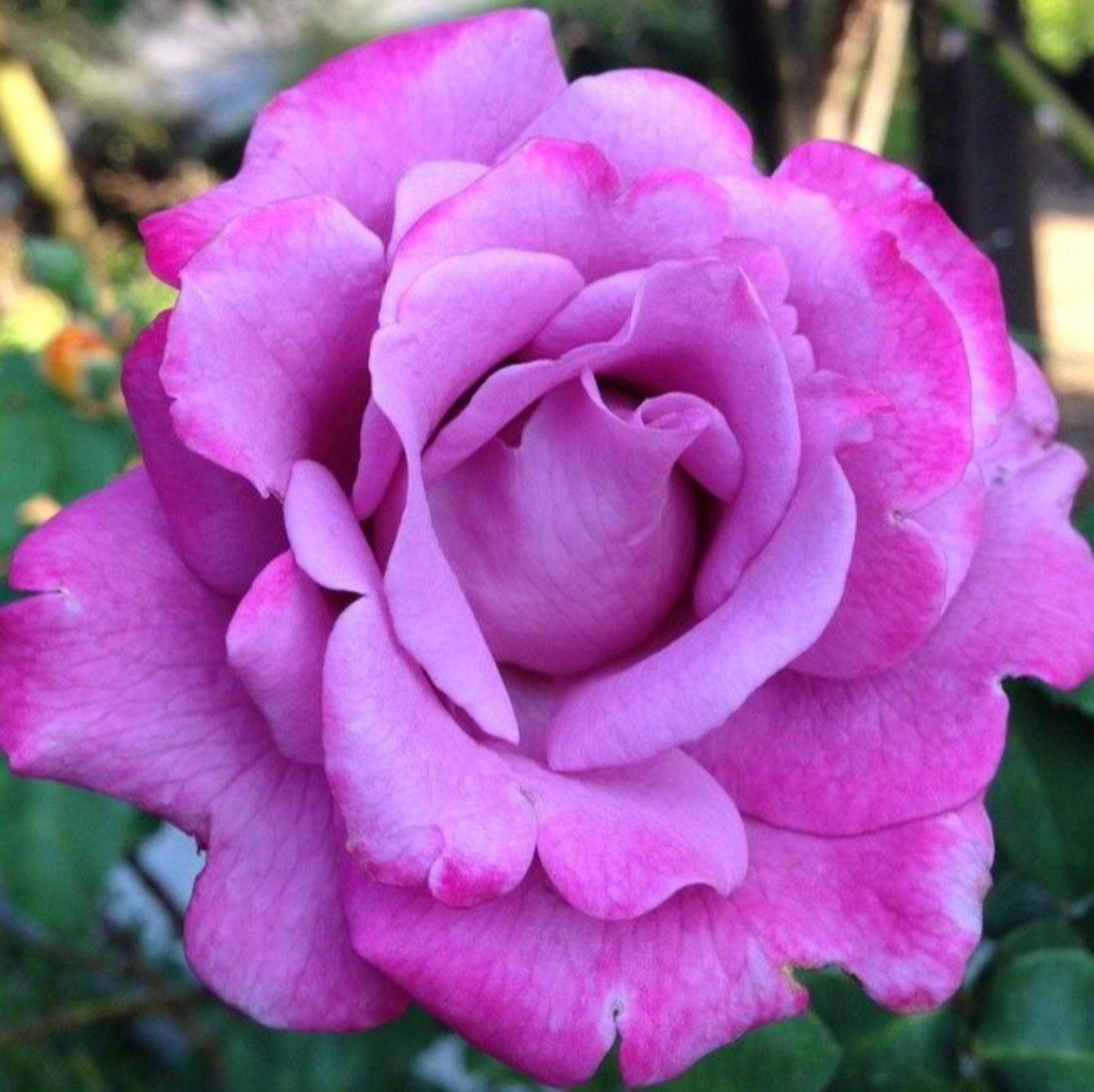 Angel Face Rose