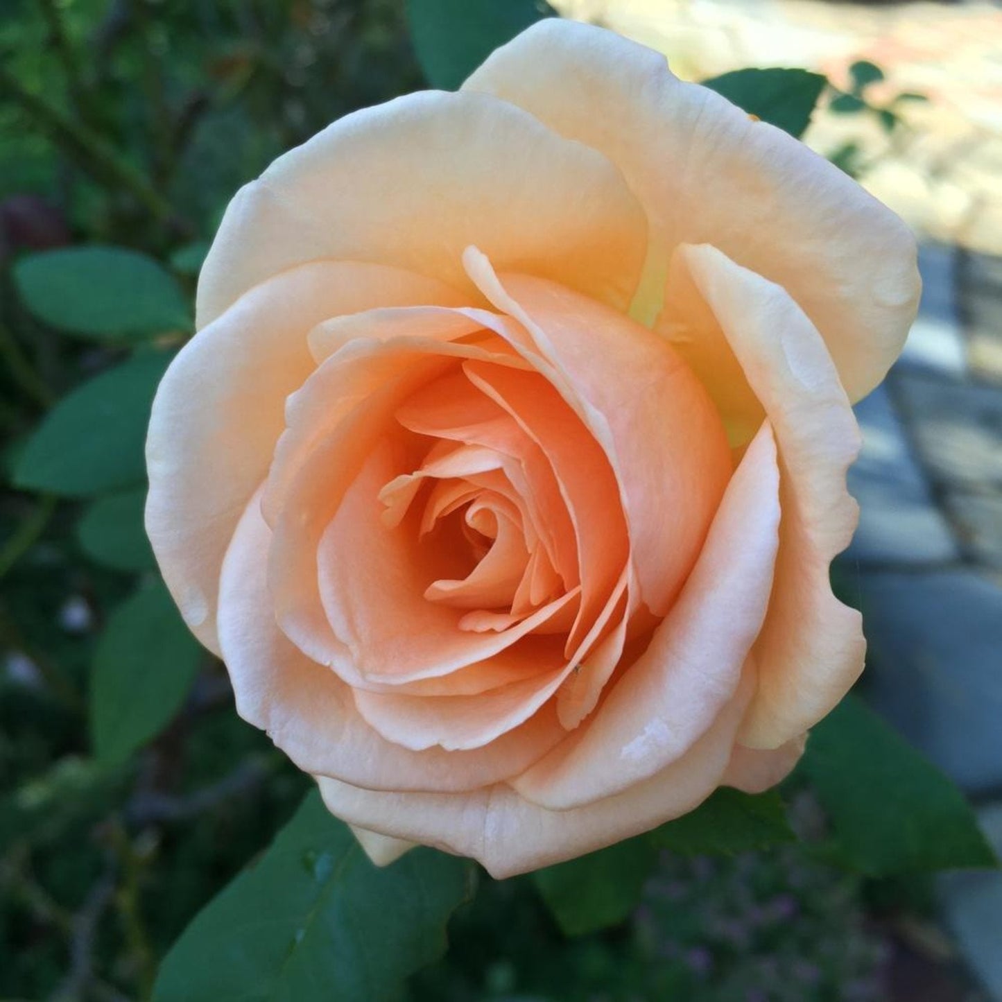 Apricot Nectar Rose