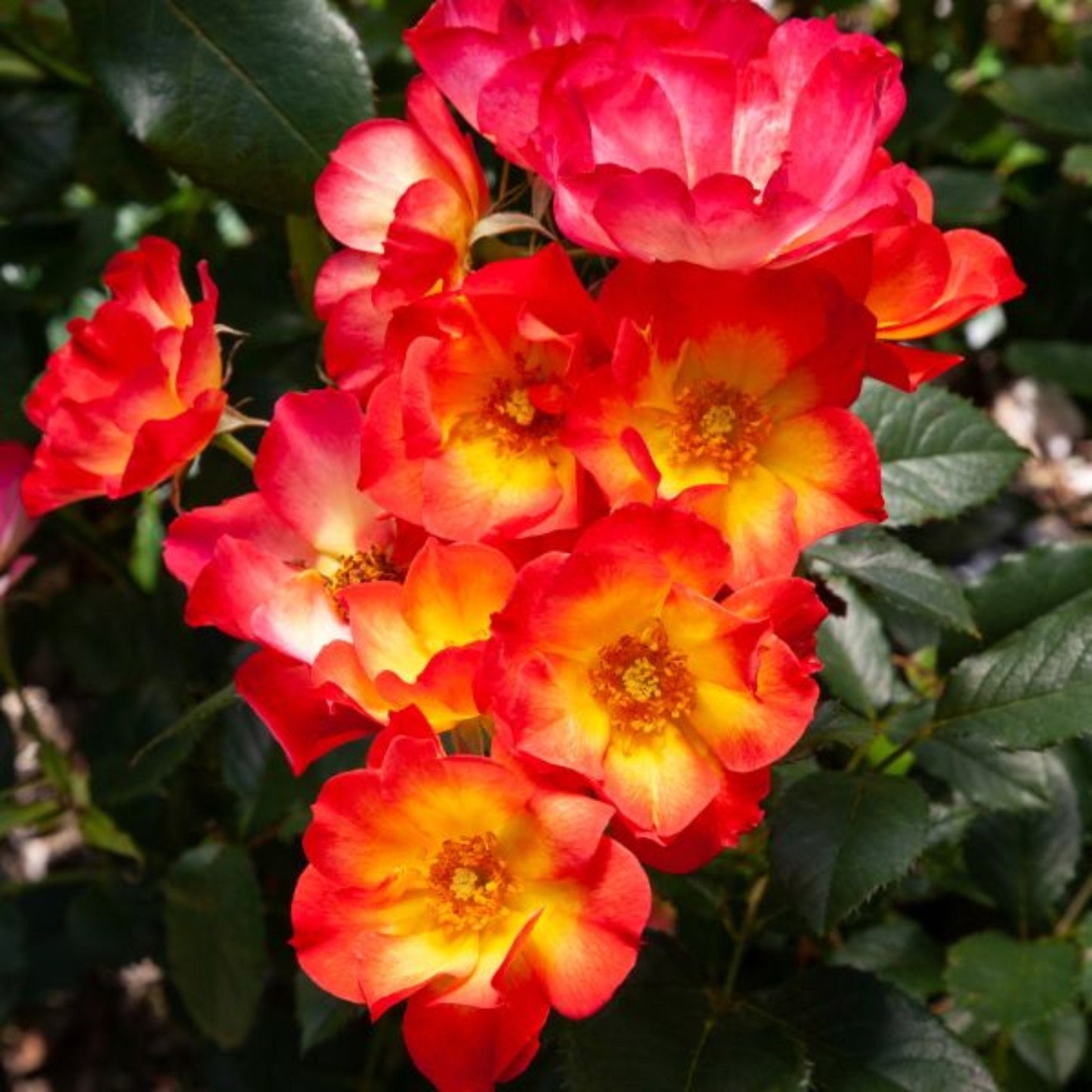 Bee Scene Rose