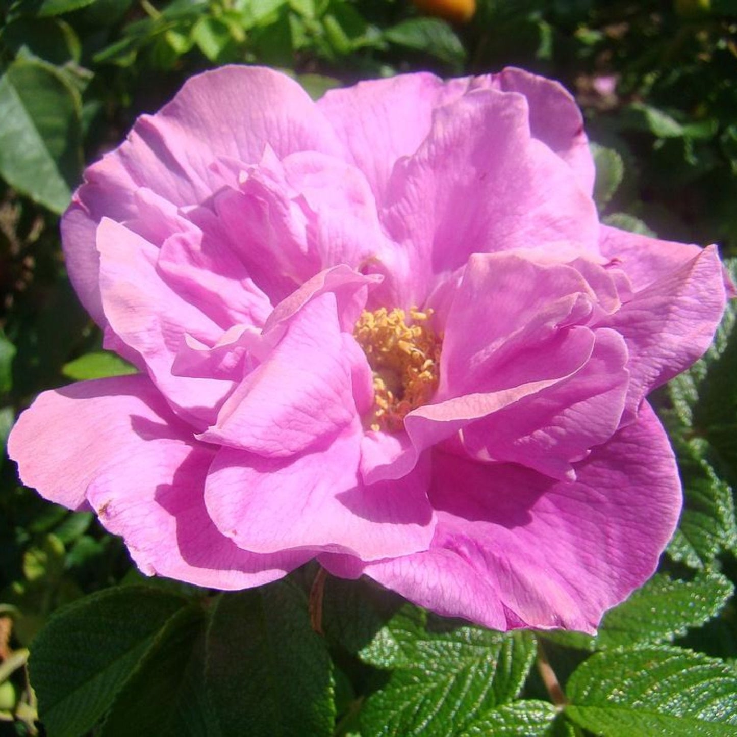 Belle Poitevine Rose