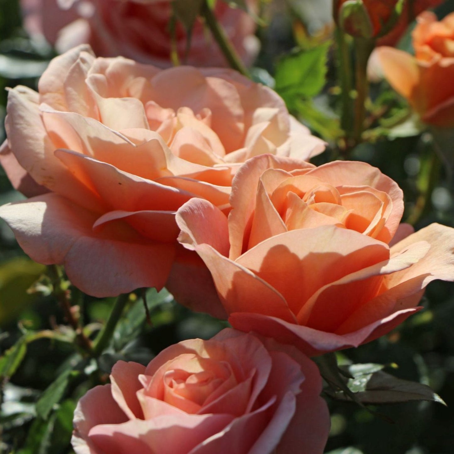 Bengali Rose