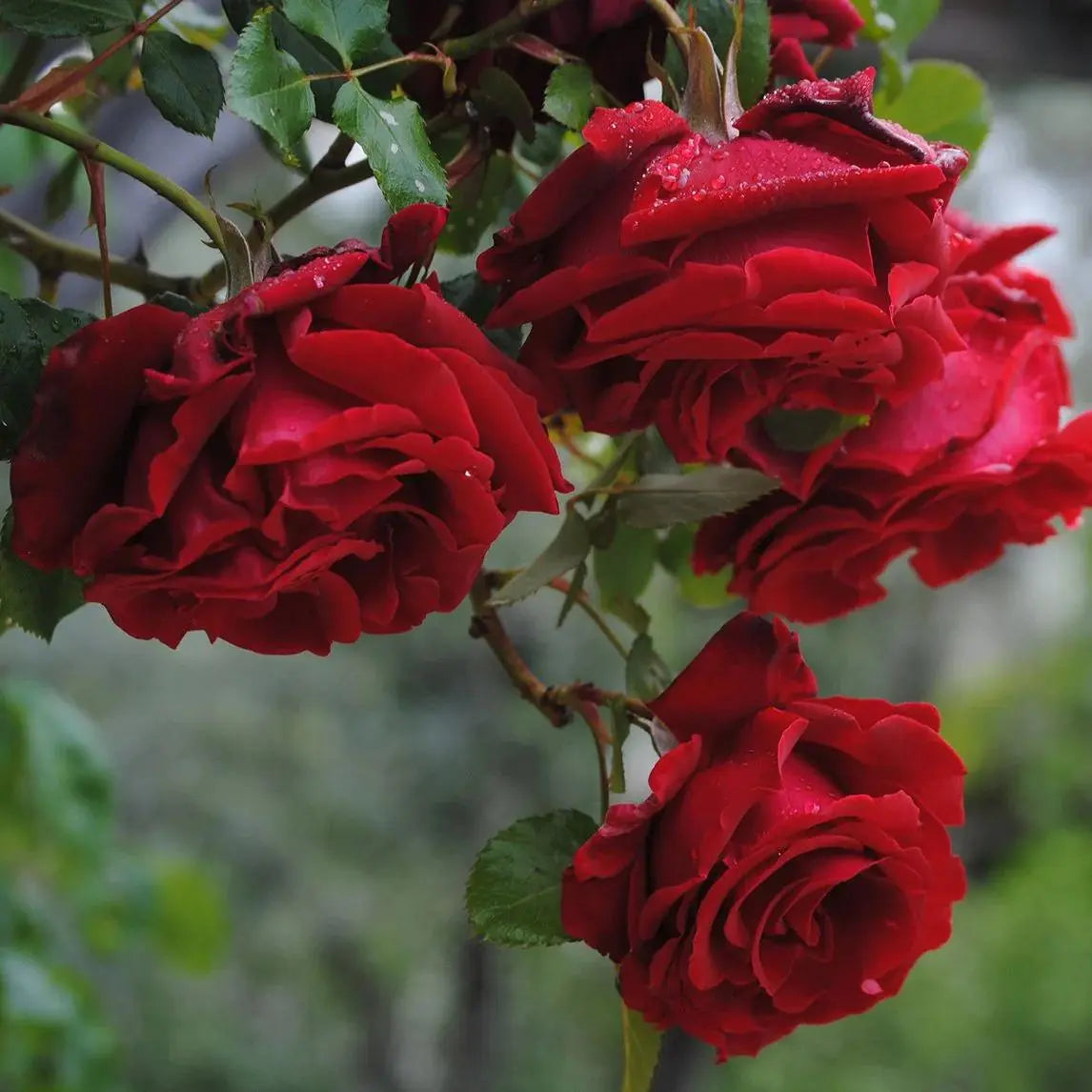 Black Boy Rose