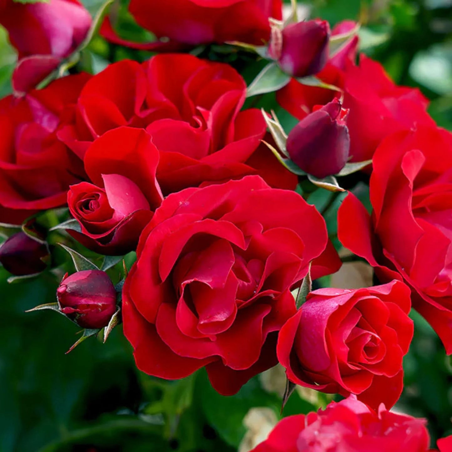 Black Forest Rose