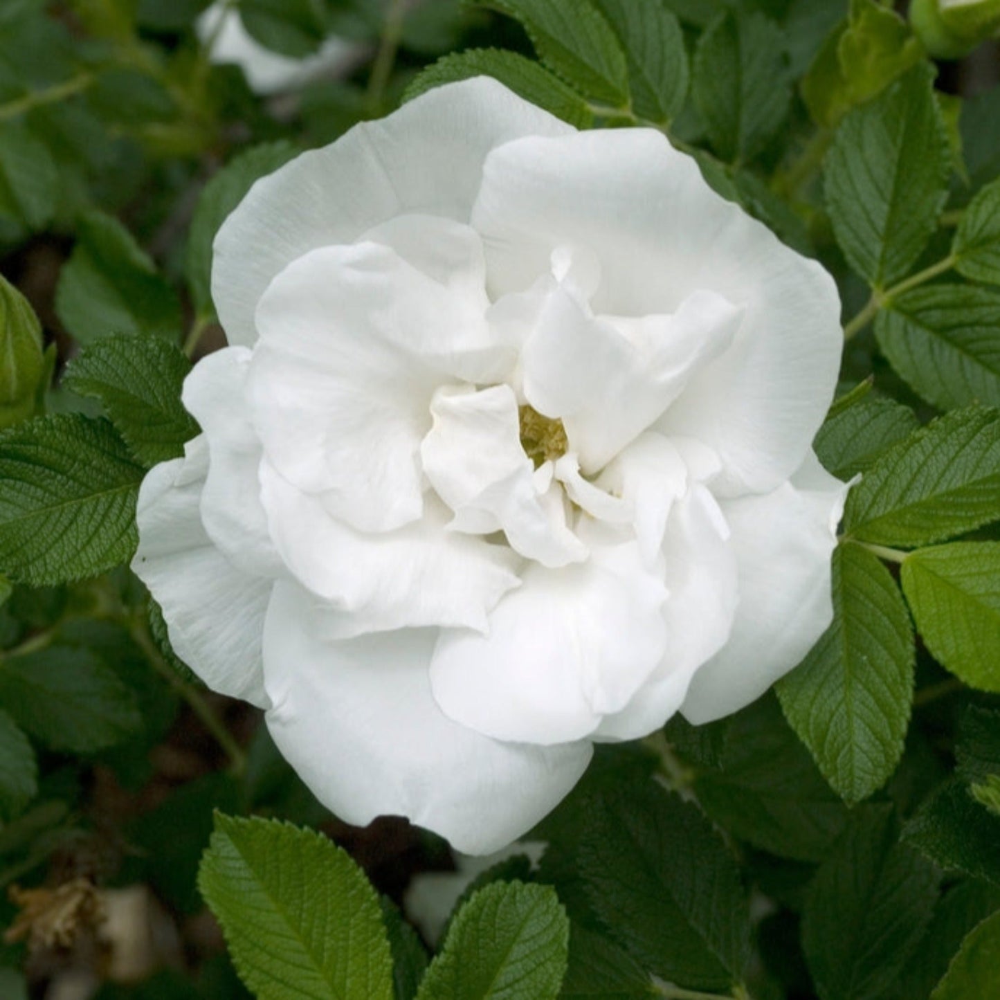 Blanc Double De Coubert Rose