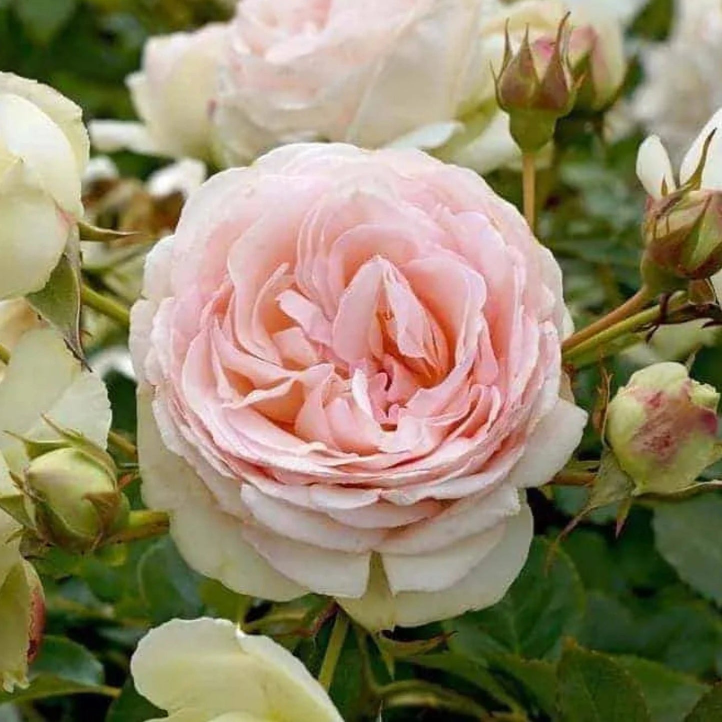 Blushing Pierre de Ronsard Rose