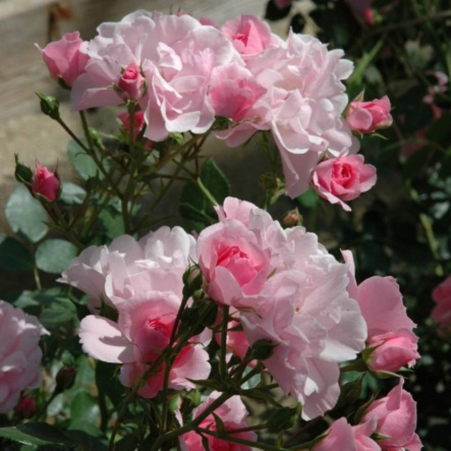 Bonica Rose