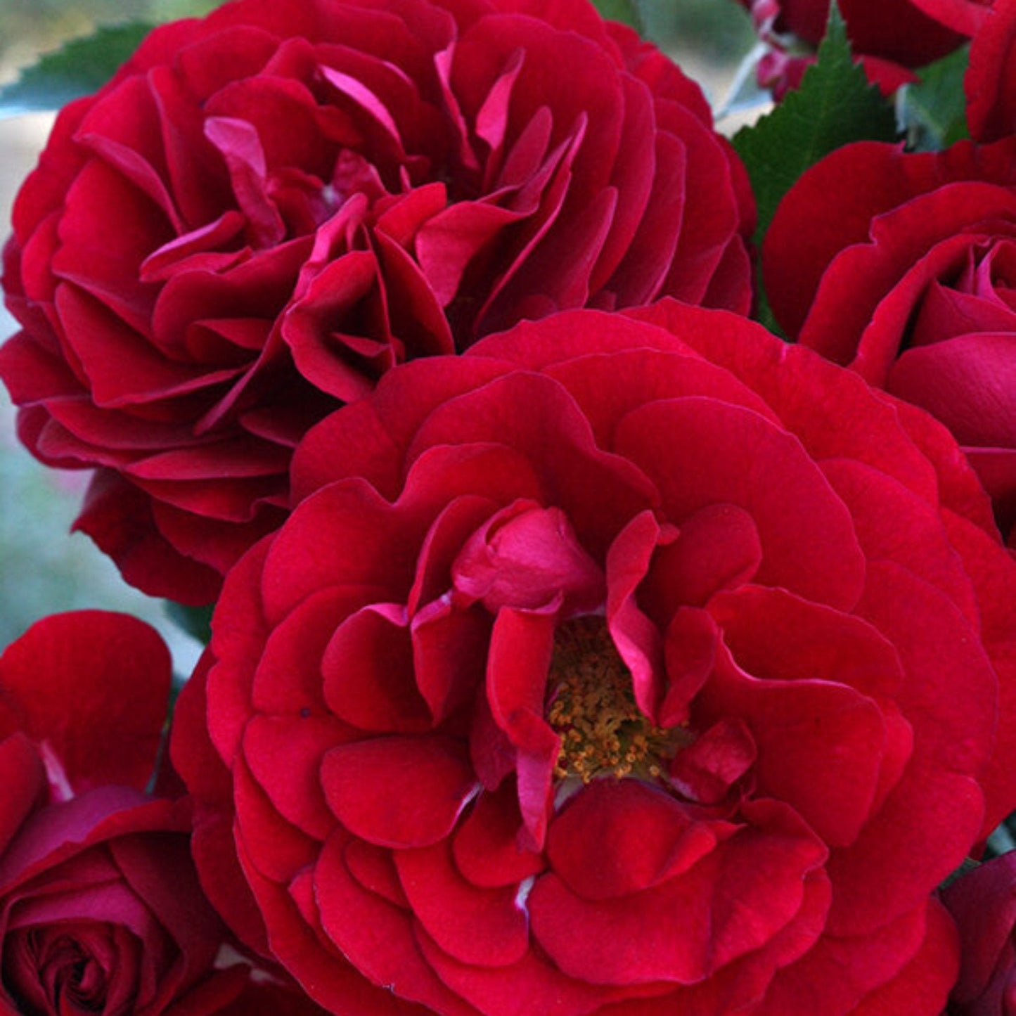 Bordeaux Rose