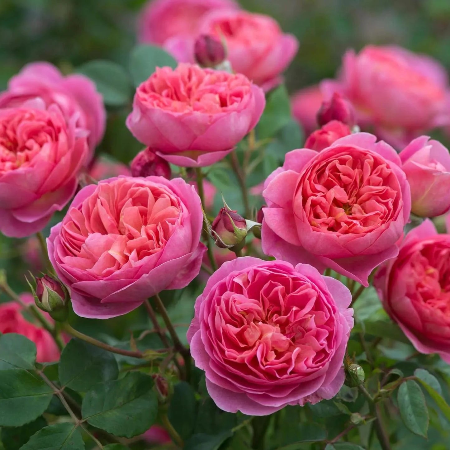 Boscobel Rose