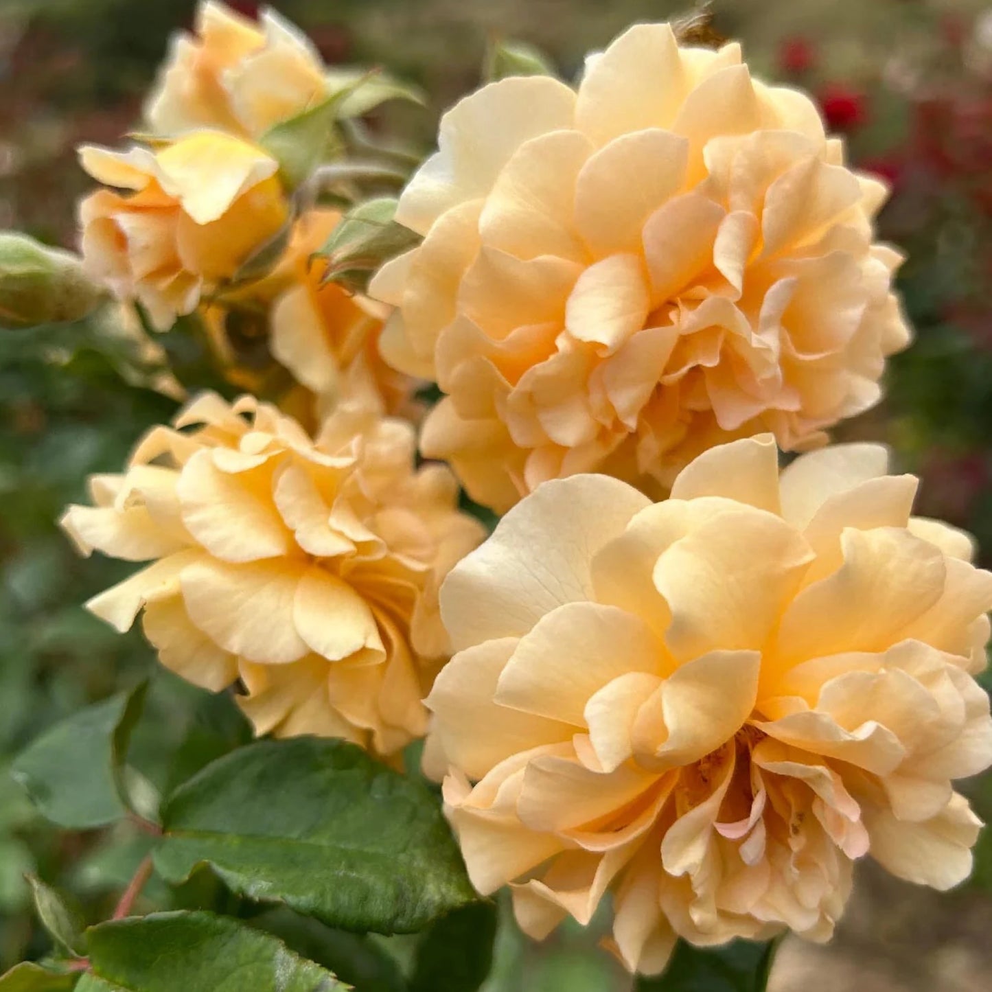 Buff Beauty Rose