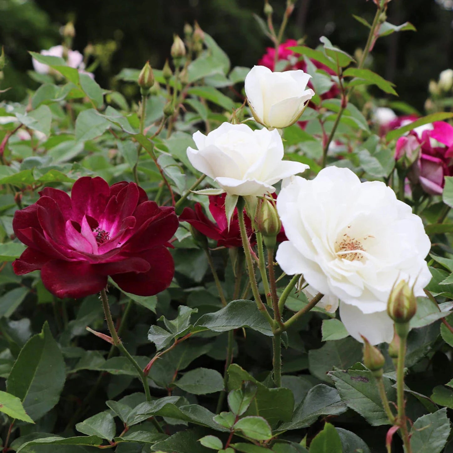 Burgundy & White Iceberg Rose