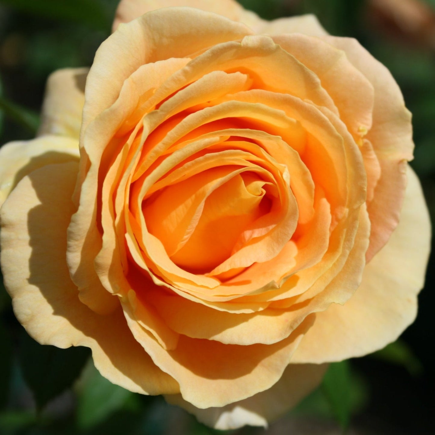 Candlelight Rose