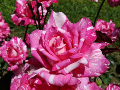 Candy Stripe Rose