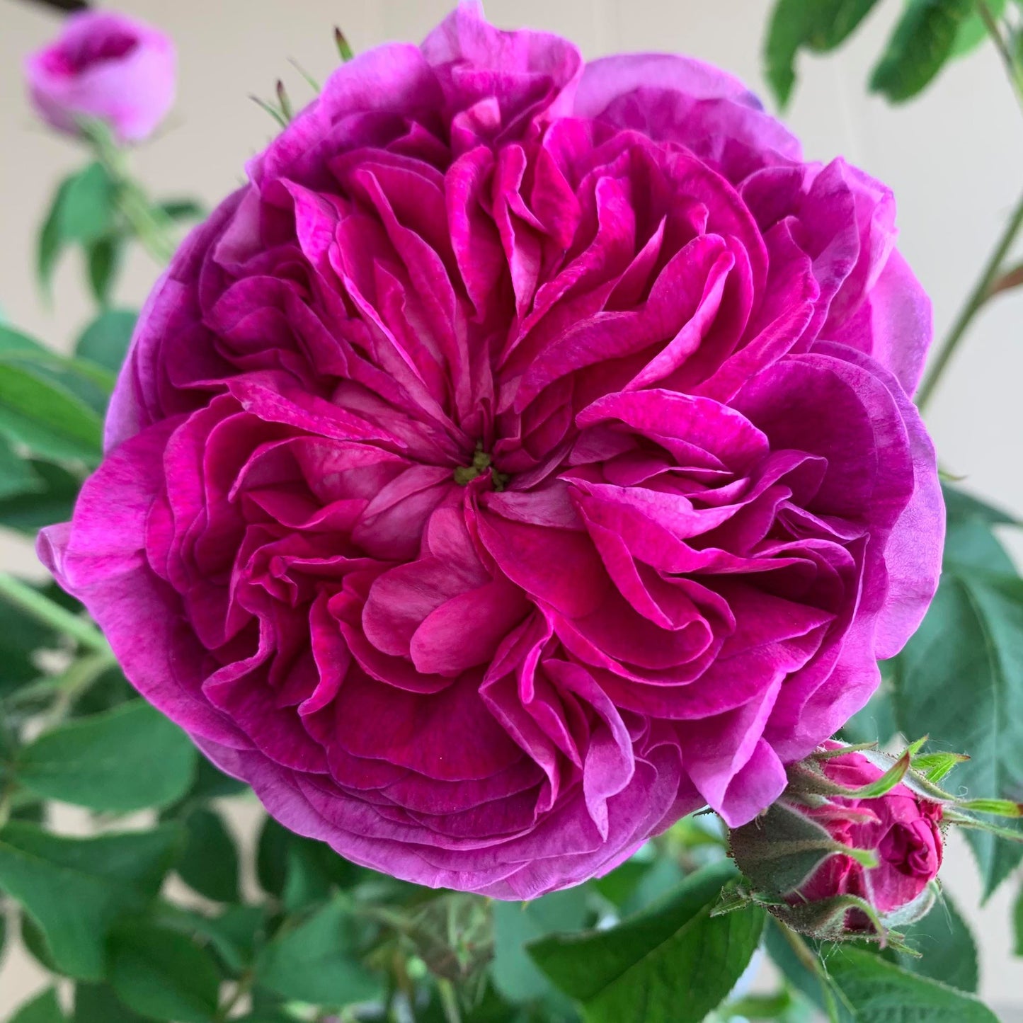 Charles de Mills Rose
