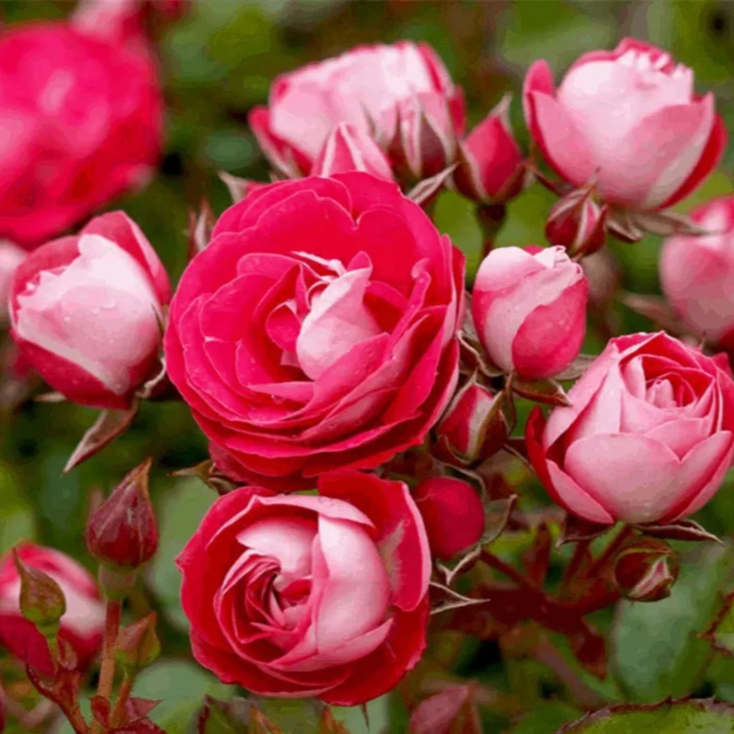 Cherry Bomb Rose