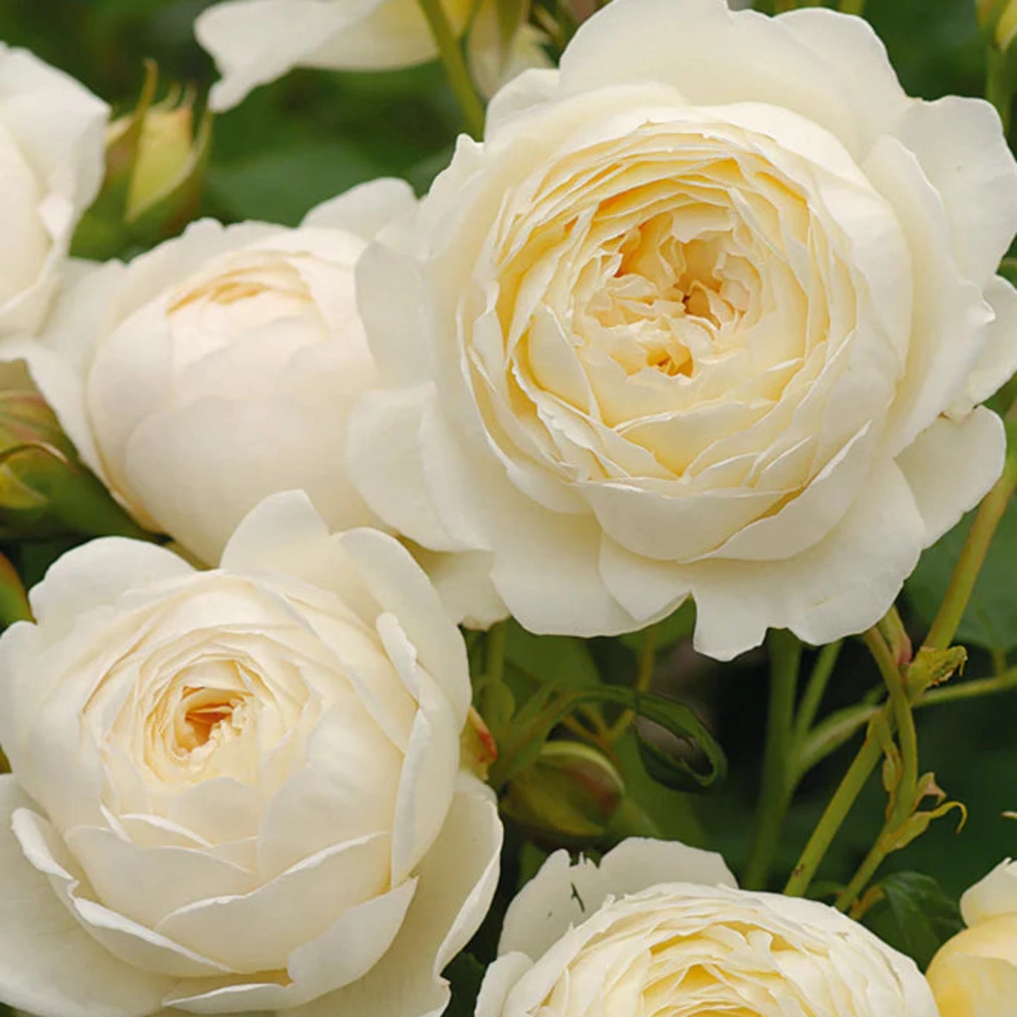 Claire Austin Rose