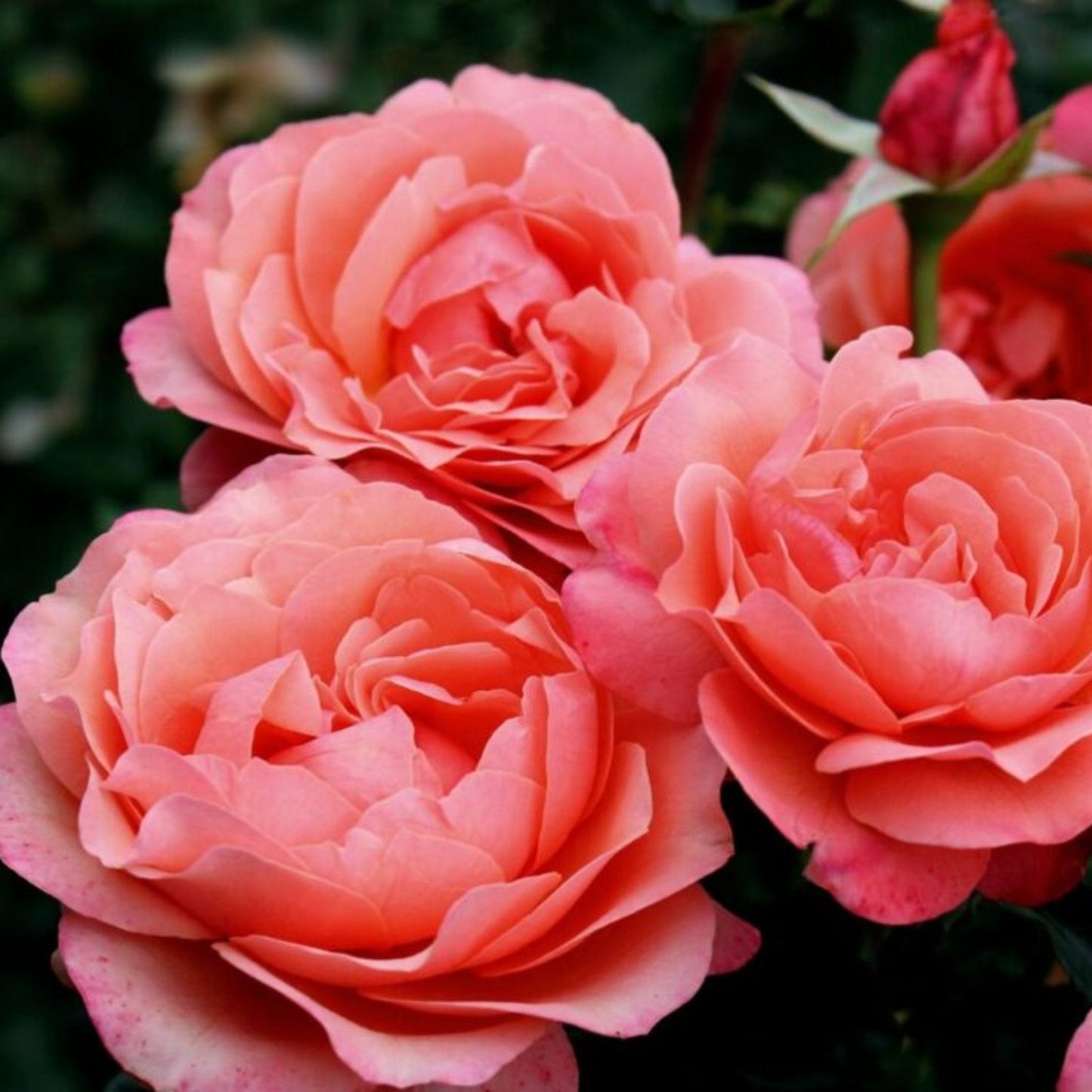 Coral Lion's Rose