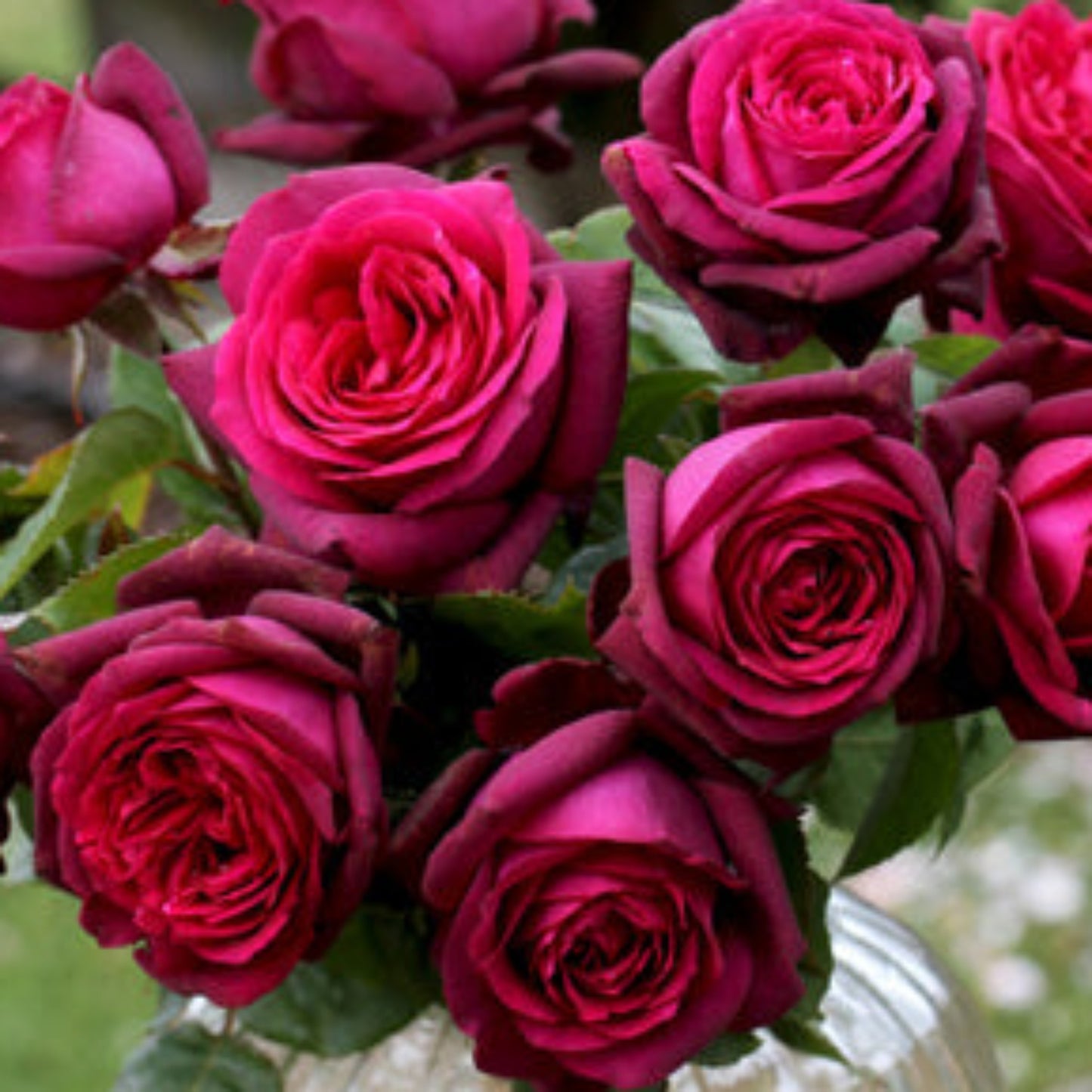 Dark Desire Rose