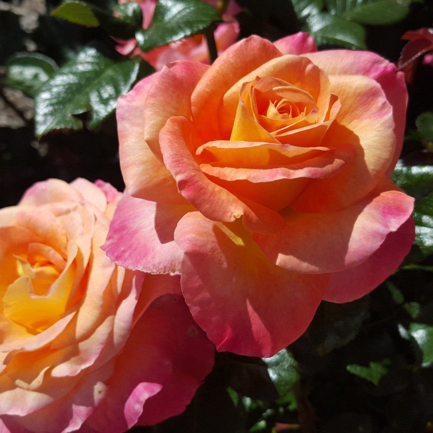 Daybreaker Rose