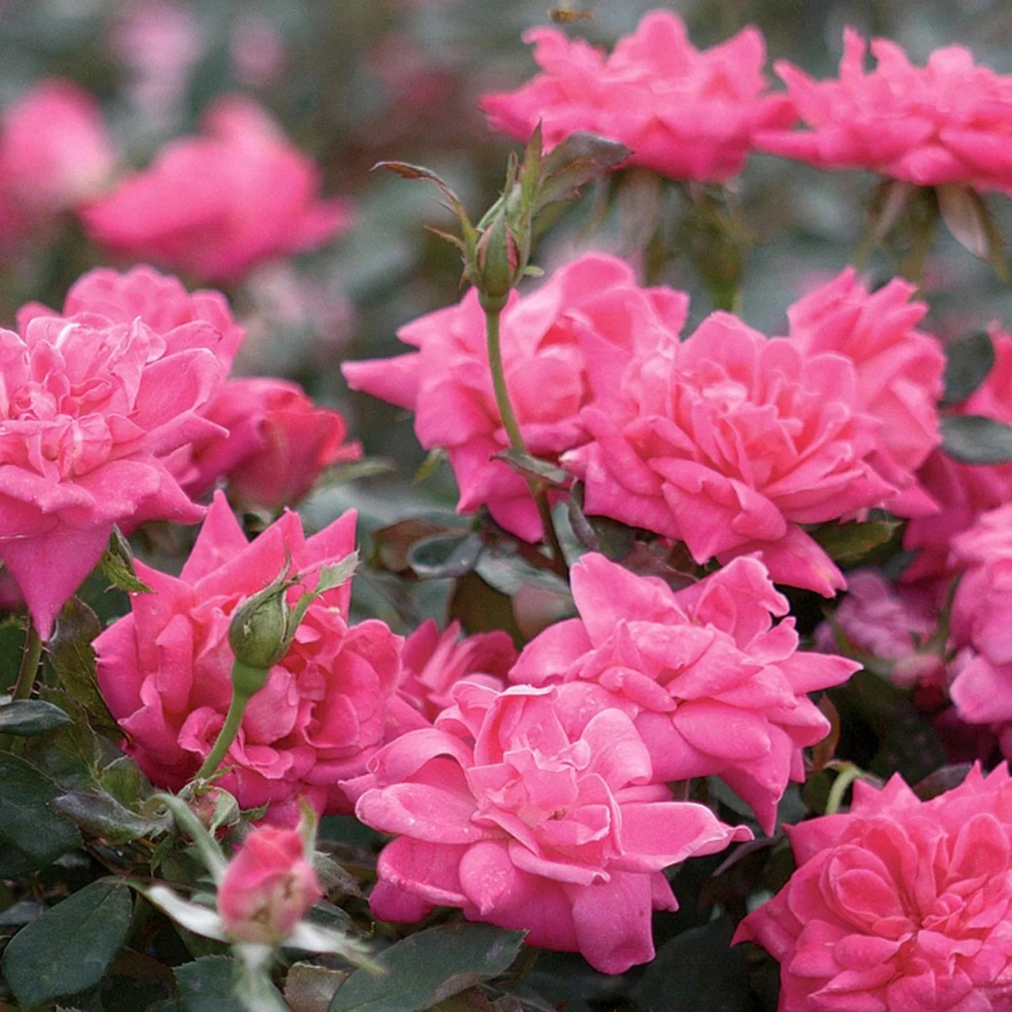 Double Pink Knockout Rose