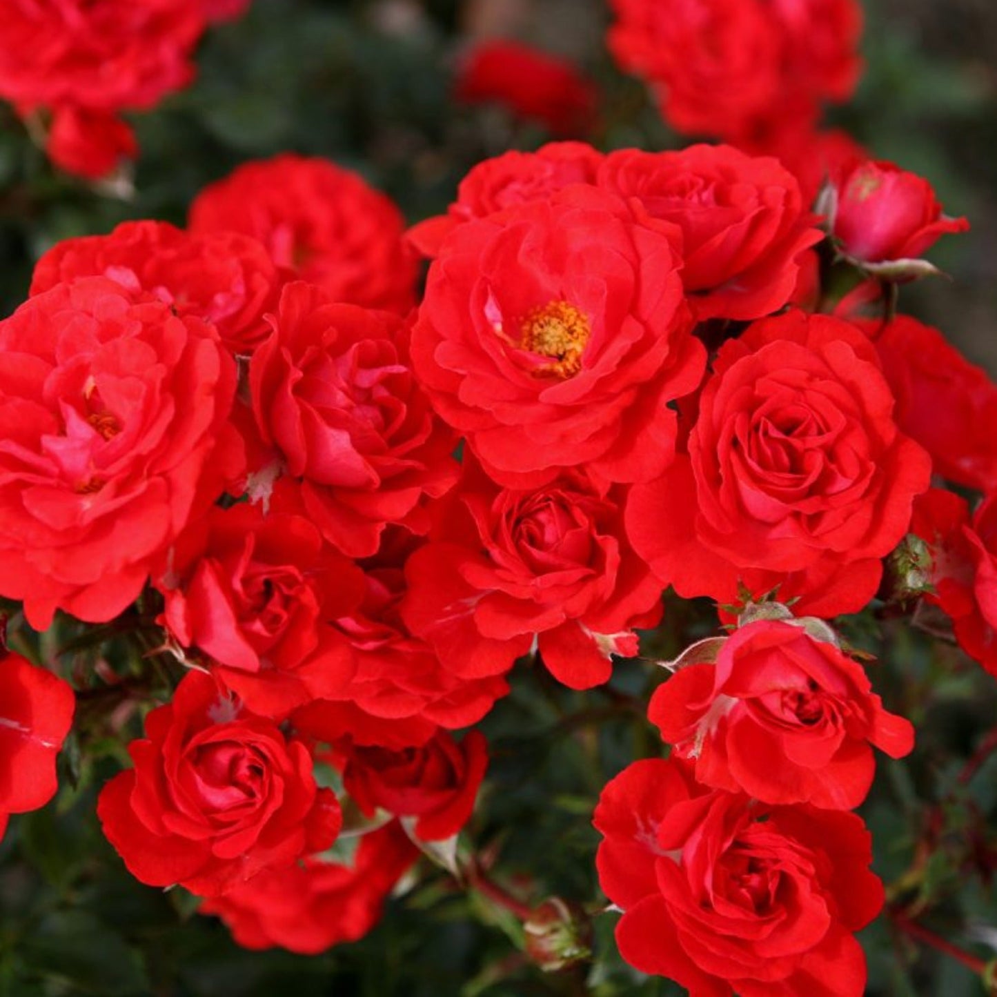 Dwarf Fairy Rose
