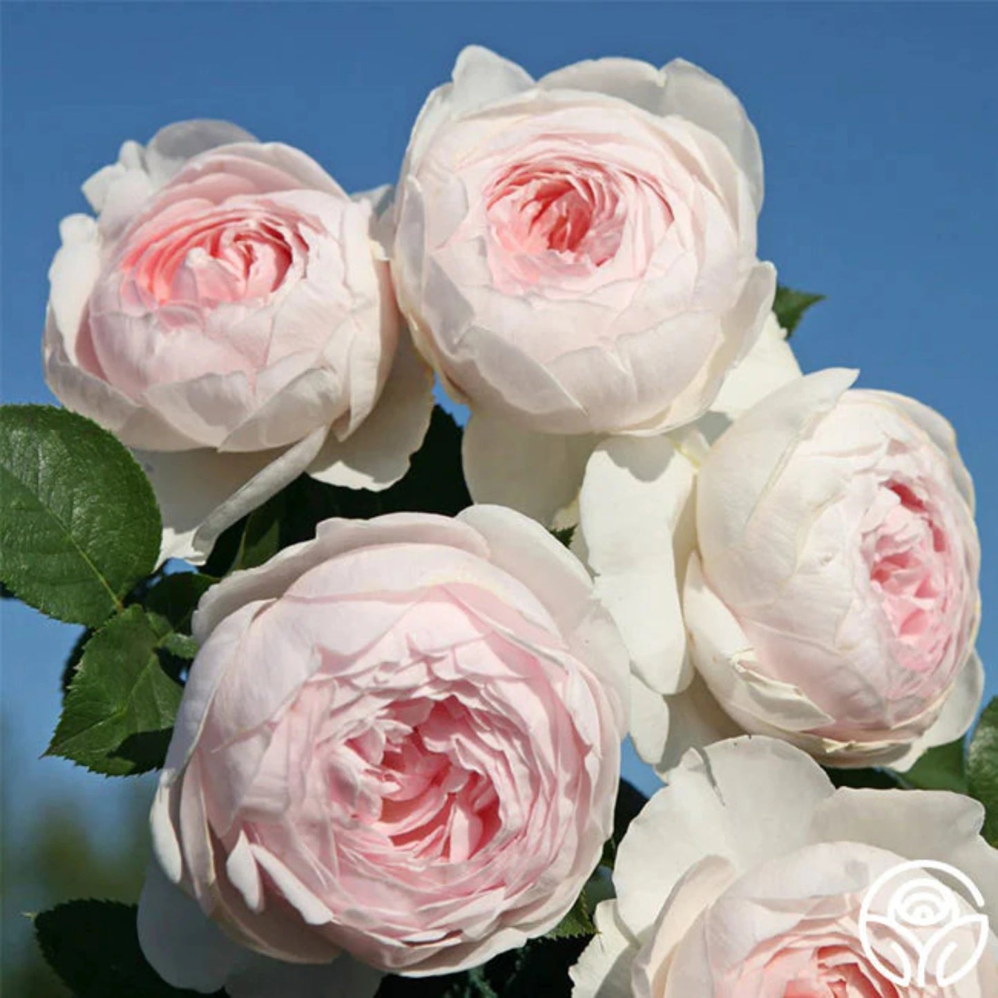 Earth Angel Rose