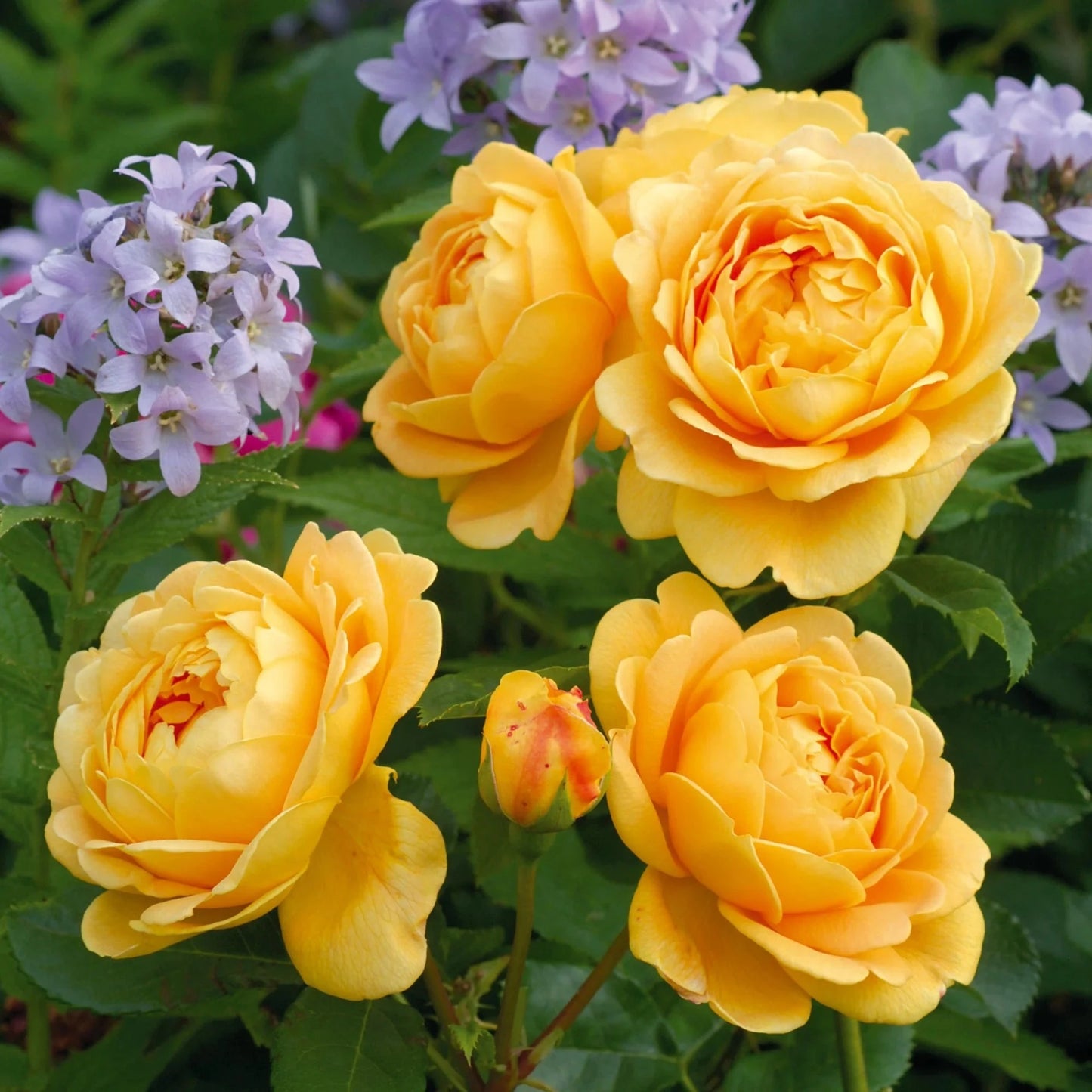 Golden Celebration Rose