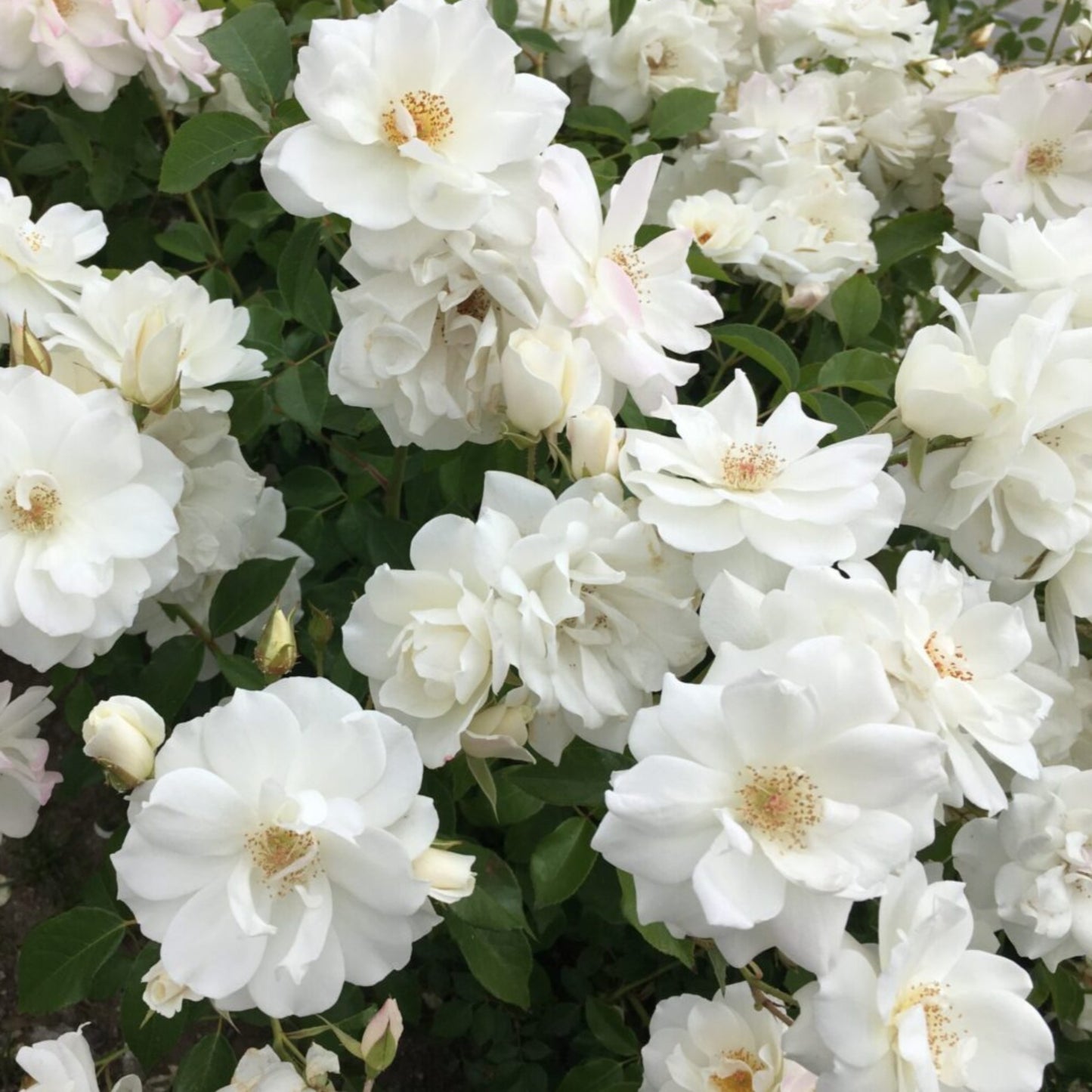 Iceberg Rose