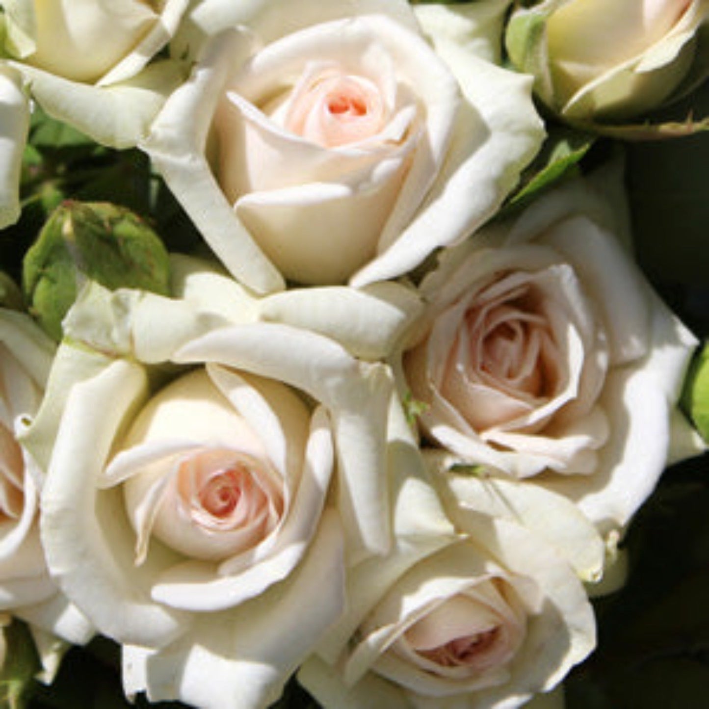 Irresistible Rose