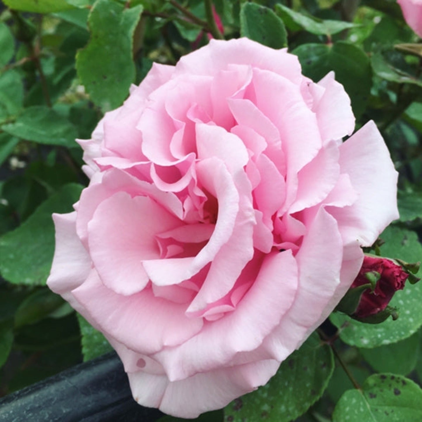 Kathleen Harrop Rose