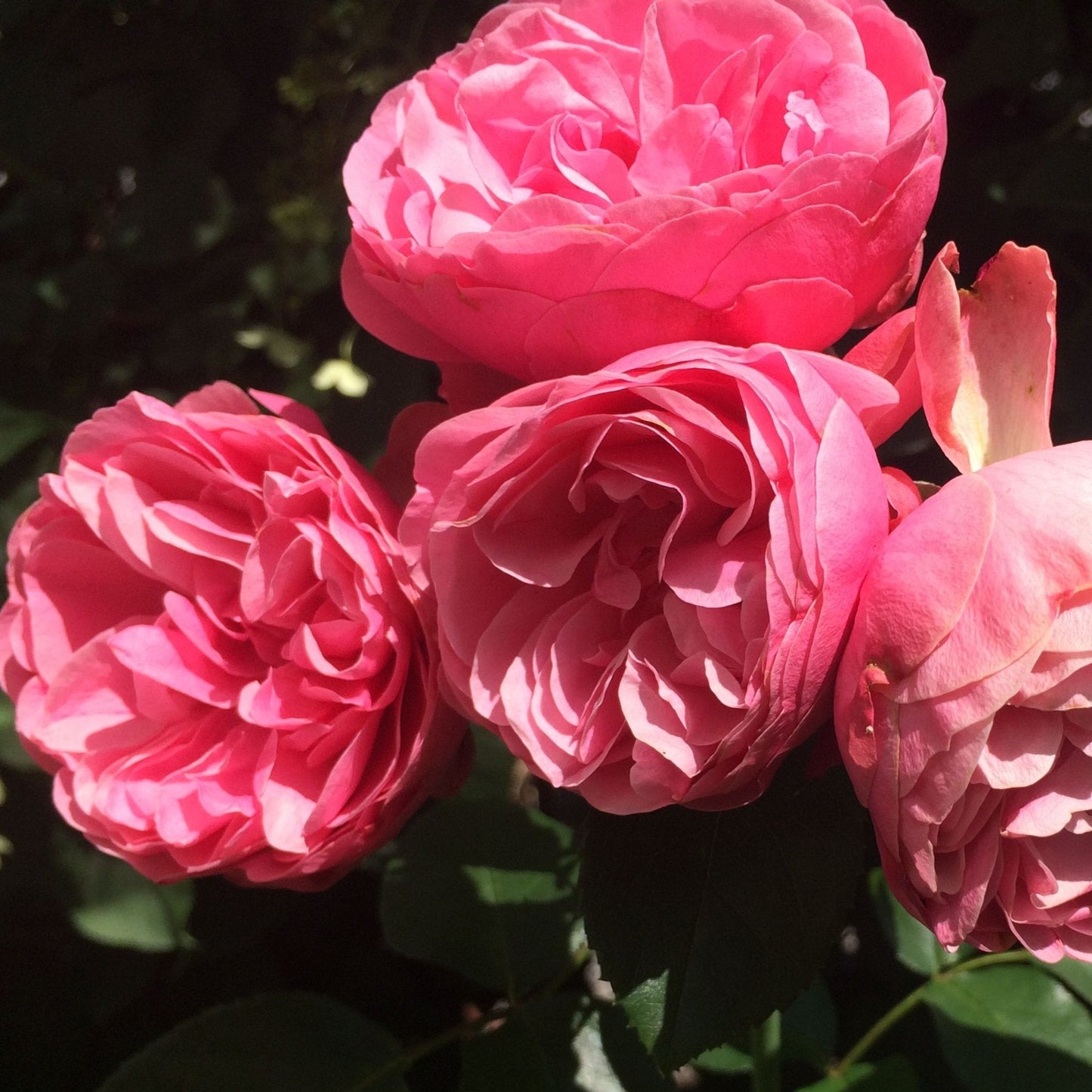 Leonardo da Vinci Rose