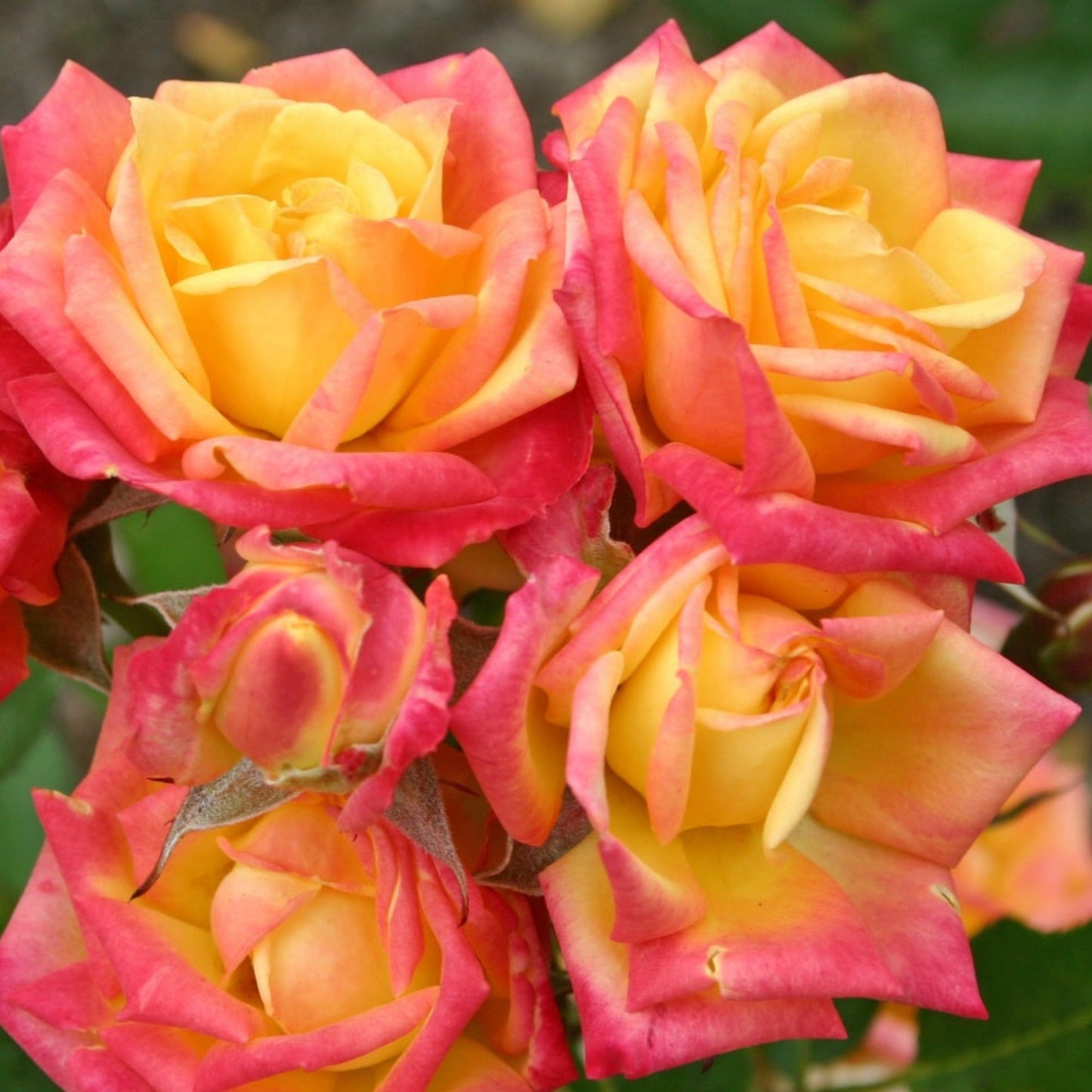 Little Sunset Rose
