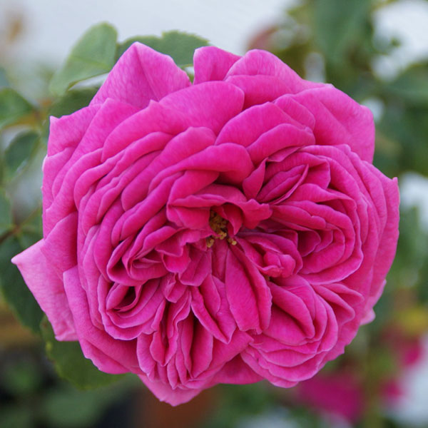 Madame Isaac Pereire Rose