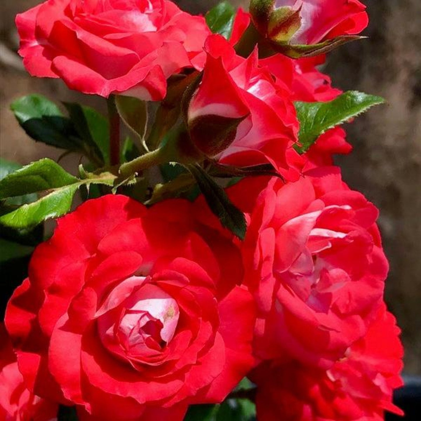 Mandarine Ice Rose
