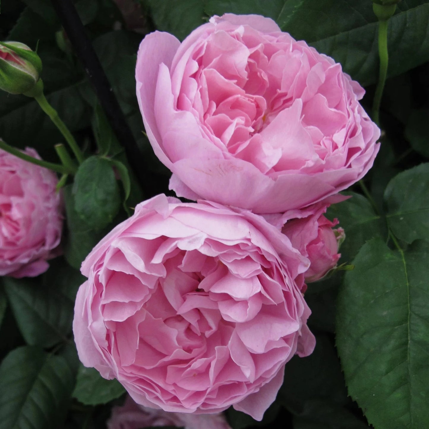 Mary Rose Rose