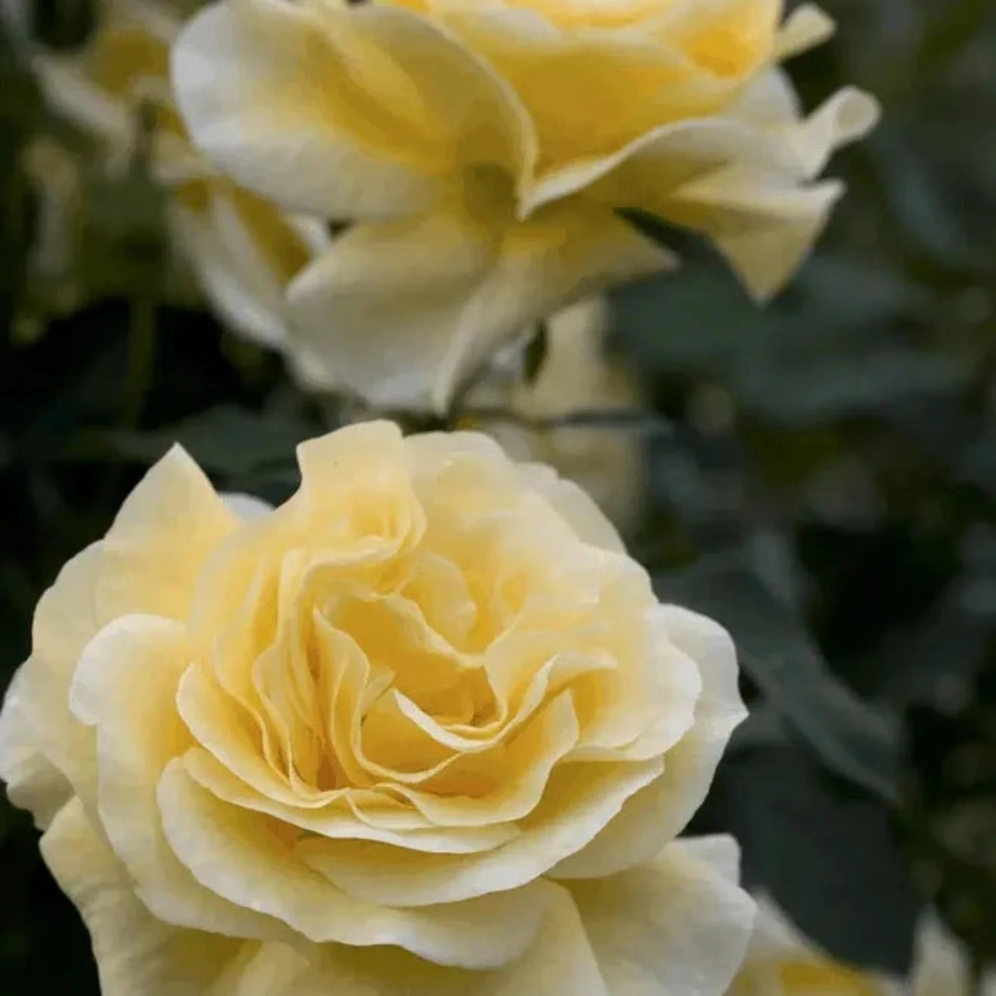 Moon Glow Rose