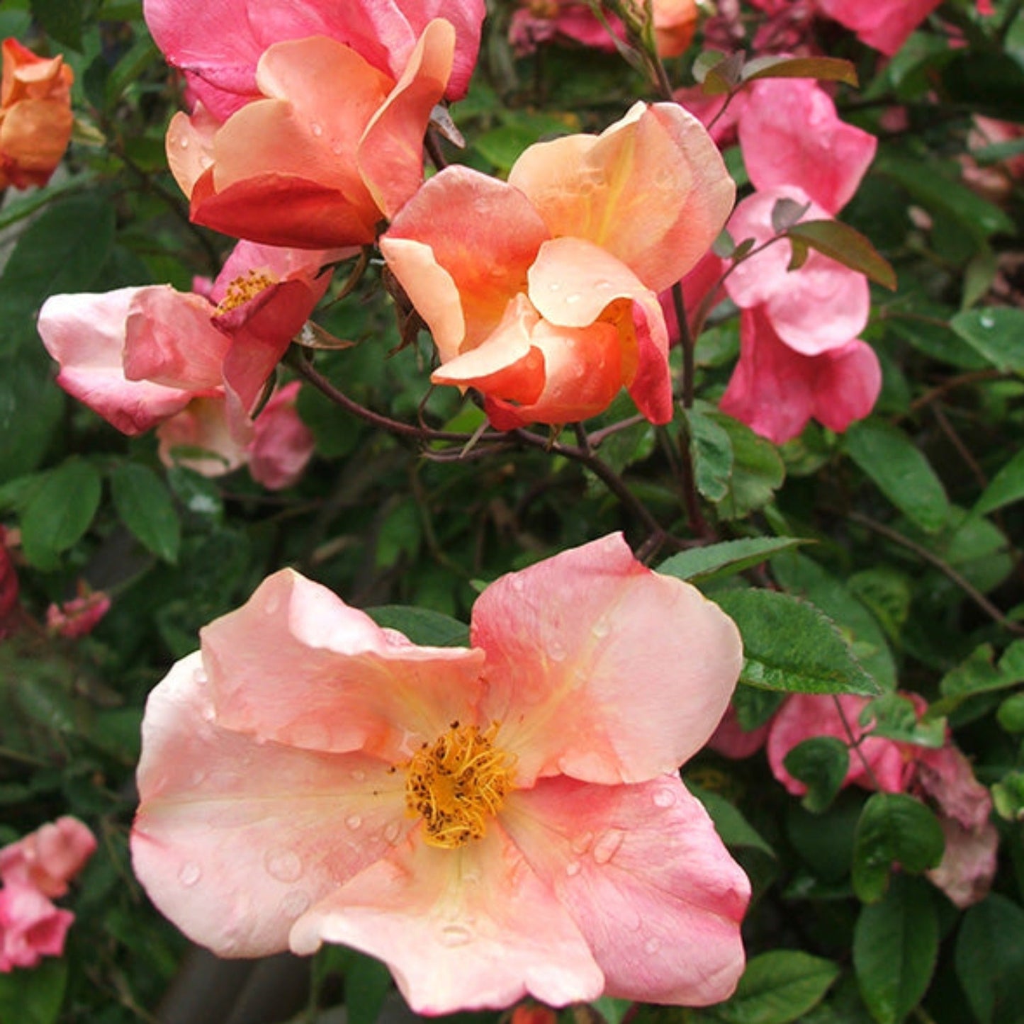 Mutabilis Rose