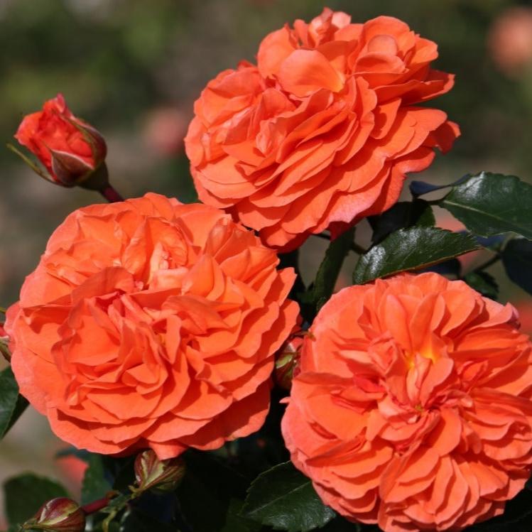 Orangerie Rose