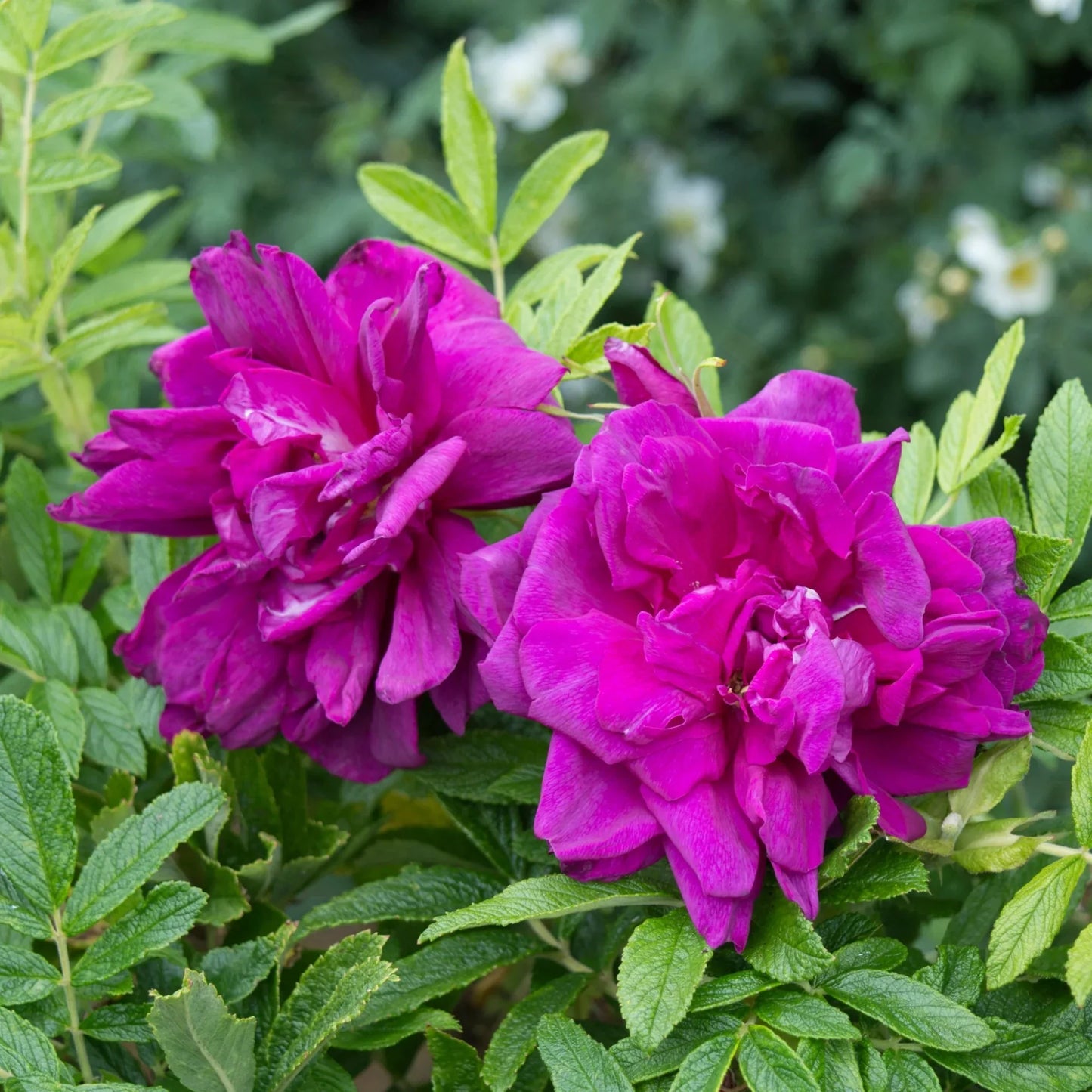 Rosereraie de L'Hay Rose