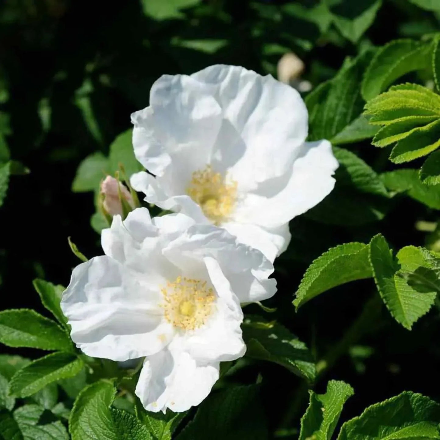 Rugosa Alba Rose