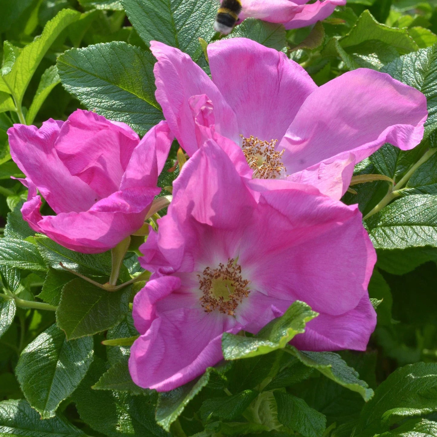 Rugosa Scabrosa Rose