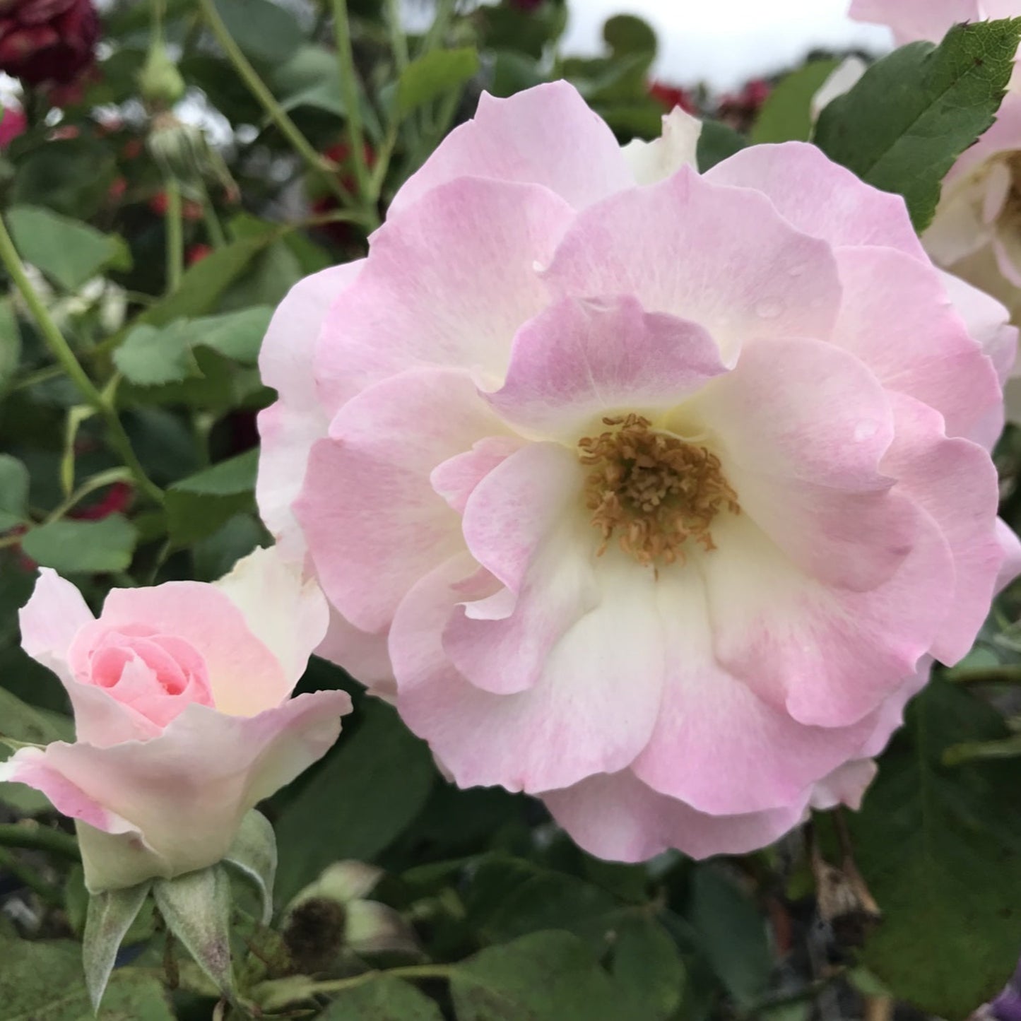 Seduction Rose