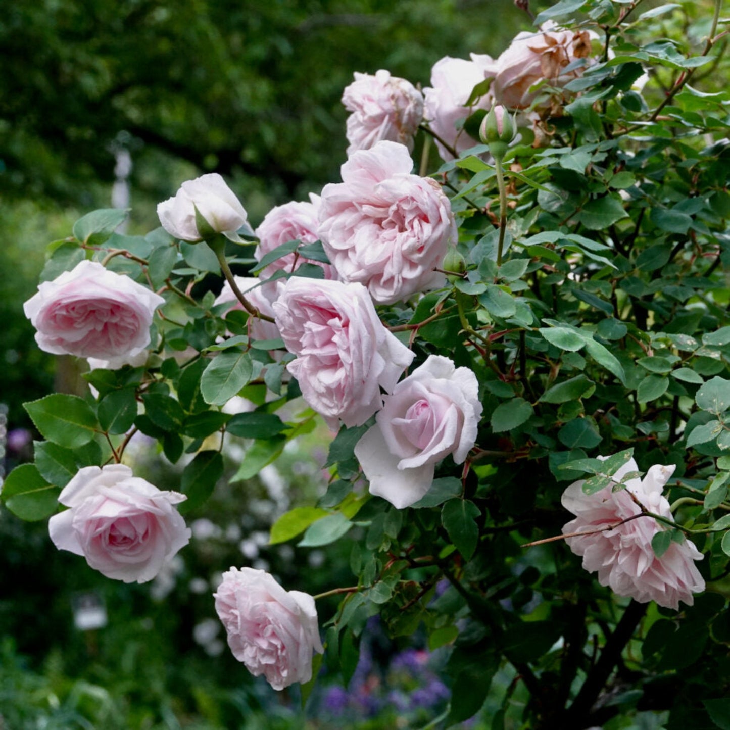 Souvenir de la Malmaison Rose