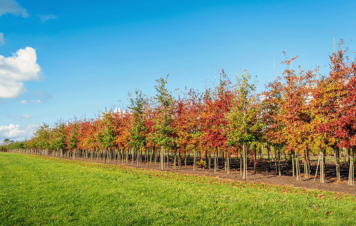 a row of colorful trees in a field