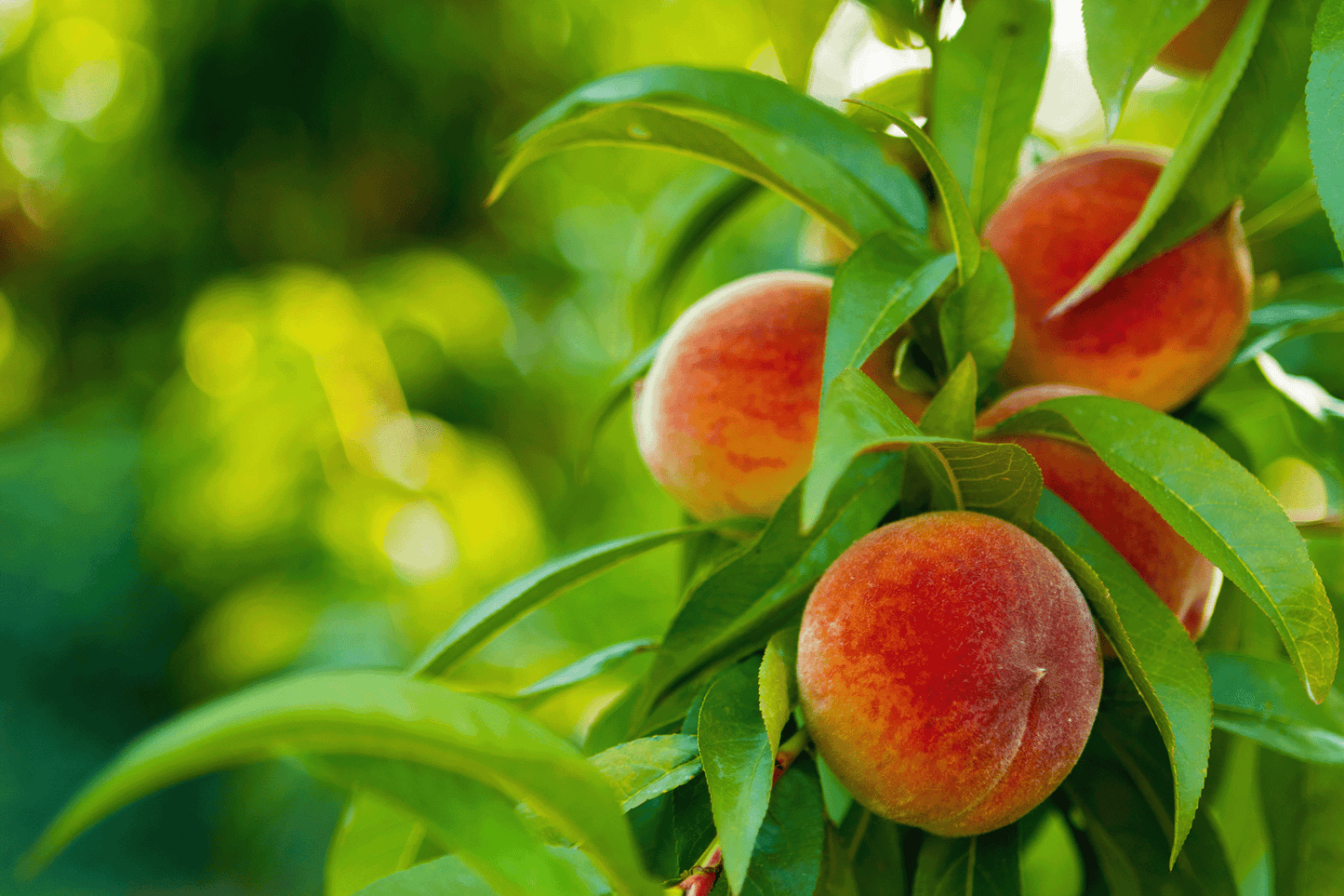 a group of ripe peaches hanging from a tree