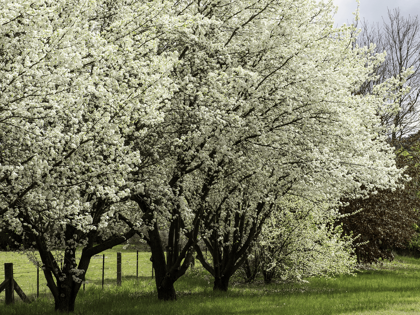 a large white tree in a grassy field
