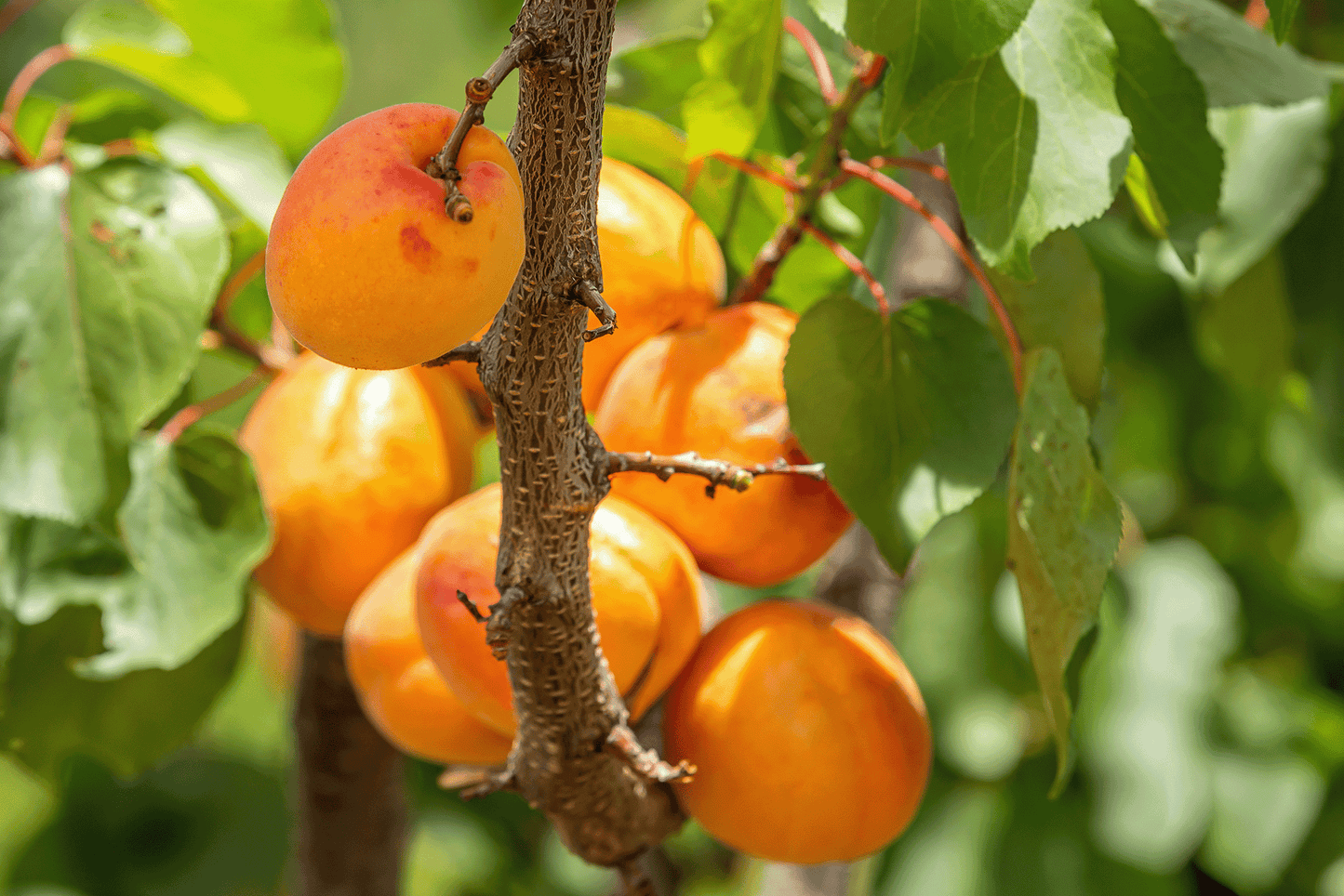 a bunch of fruit hanging from a tree