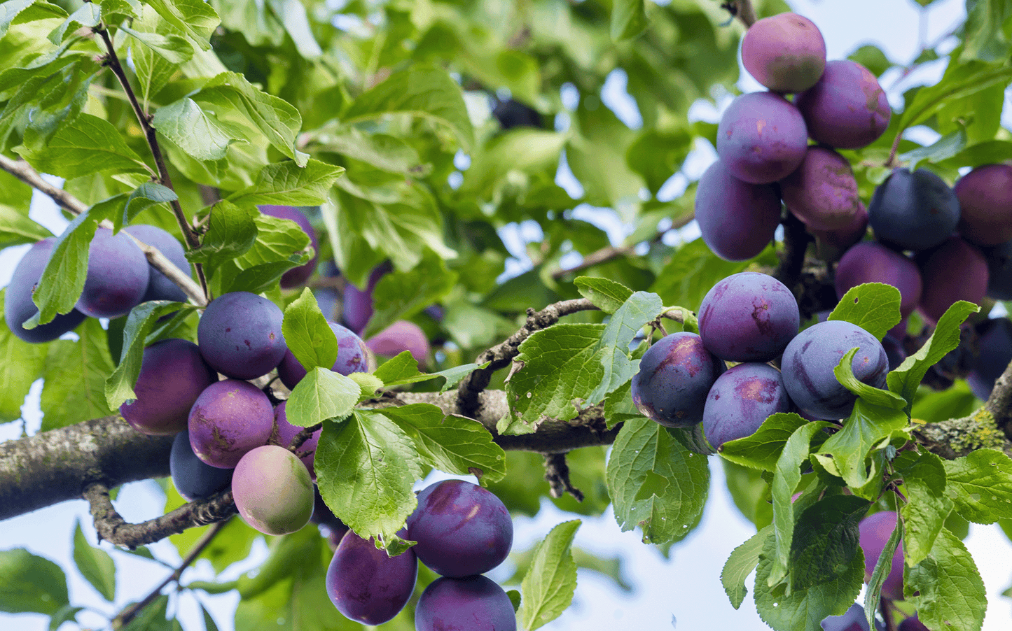 a bunch of plums hanging from a tree